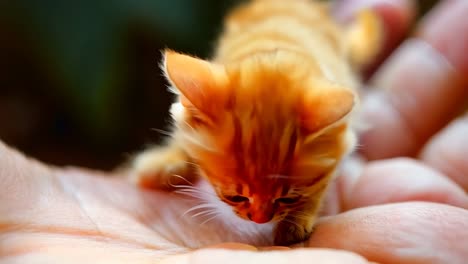 a small orange kitten walking across a person's hand