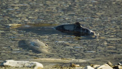 Tod-Von-Lachsen-Im-Fraser-River-Nach-Dem-Laichen-Nach-Dem-Besuch-Ihres-Geburtsflusses