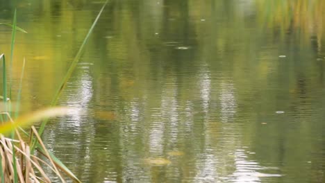 raining down on water pond