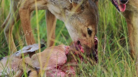 slow motion shot of close shot of jackal with a kill, feeding on prey with blood bloody mouth, natural selection in ecosystem of maasai mara national reserve, kenya, africa safari animals