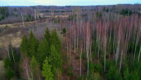 Aerial-drone-fly-above-semi-dry-pine-trees-landscape-above-tree-tops-and-pale-earth-green-fields