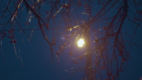 close-up of tree branches covered in ice, glowing under streetlight, creating serene winter scene with soft lamppost light highlighting icy branches against dark night sky backdrop