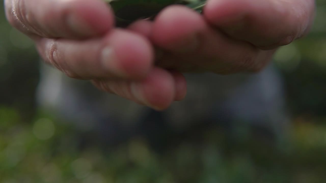 Hands Holding Fresh Tea Leaves