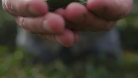 manos sosteniendo hojas de té frescas