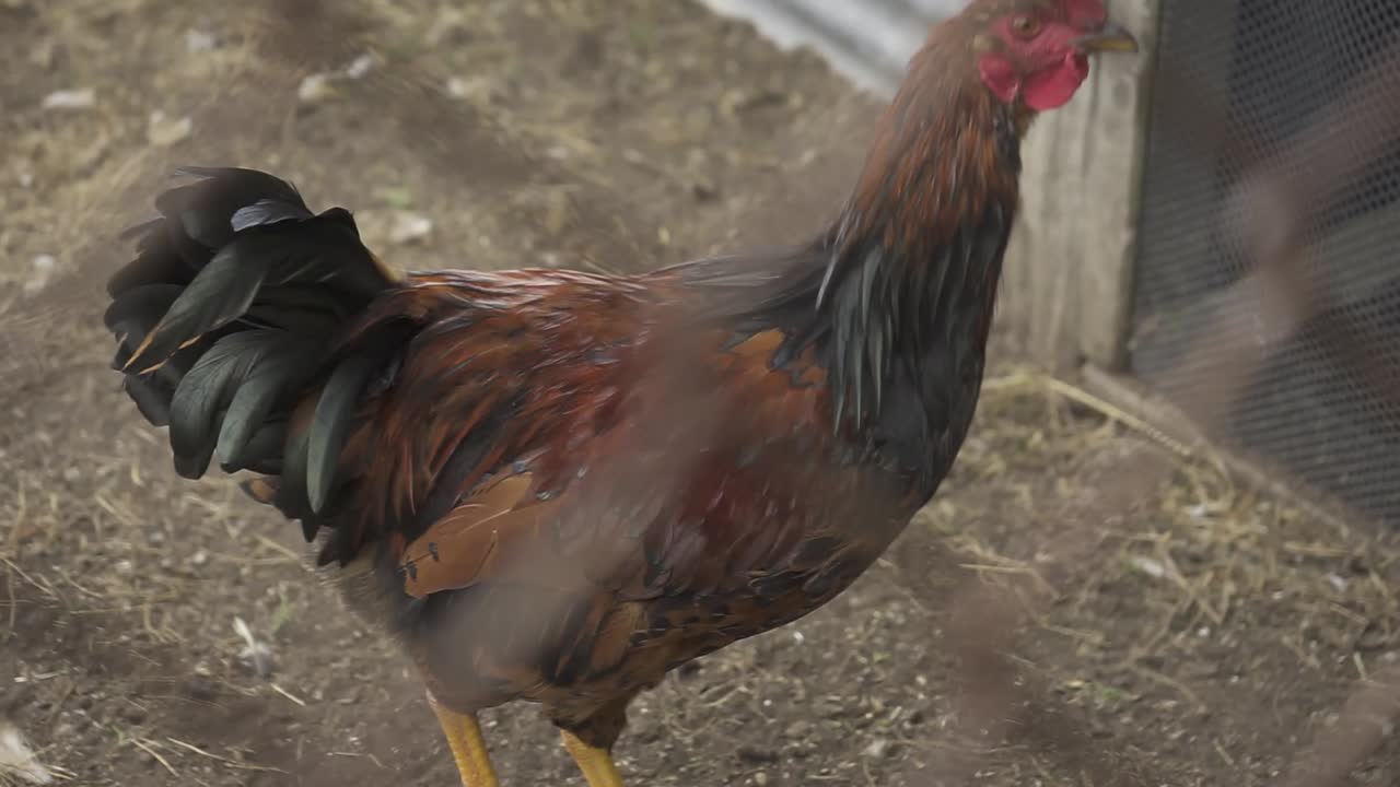 Brown rooster strutting around chicken coop, moving between wire mesh fencing while exploring farm enclosure with curious demeanor