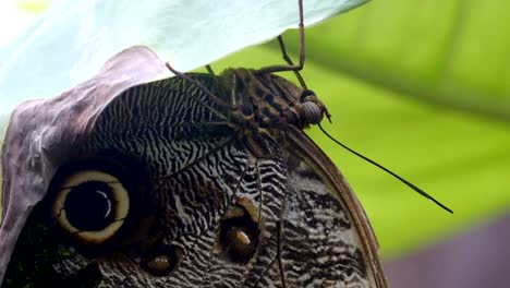 a brown winged butterfly hanging on a leaf