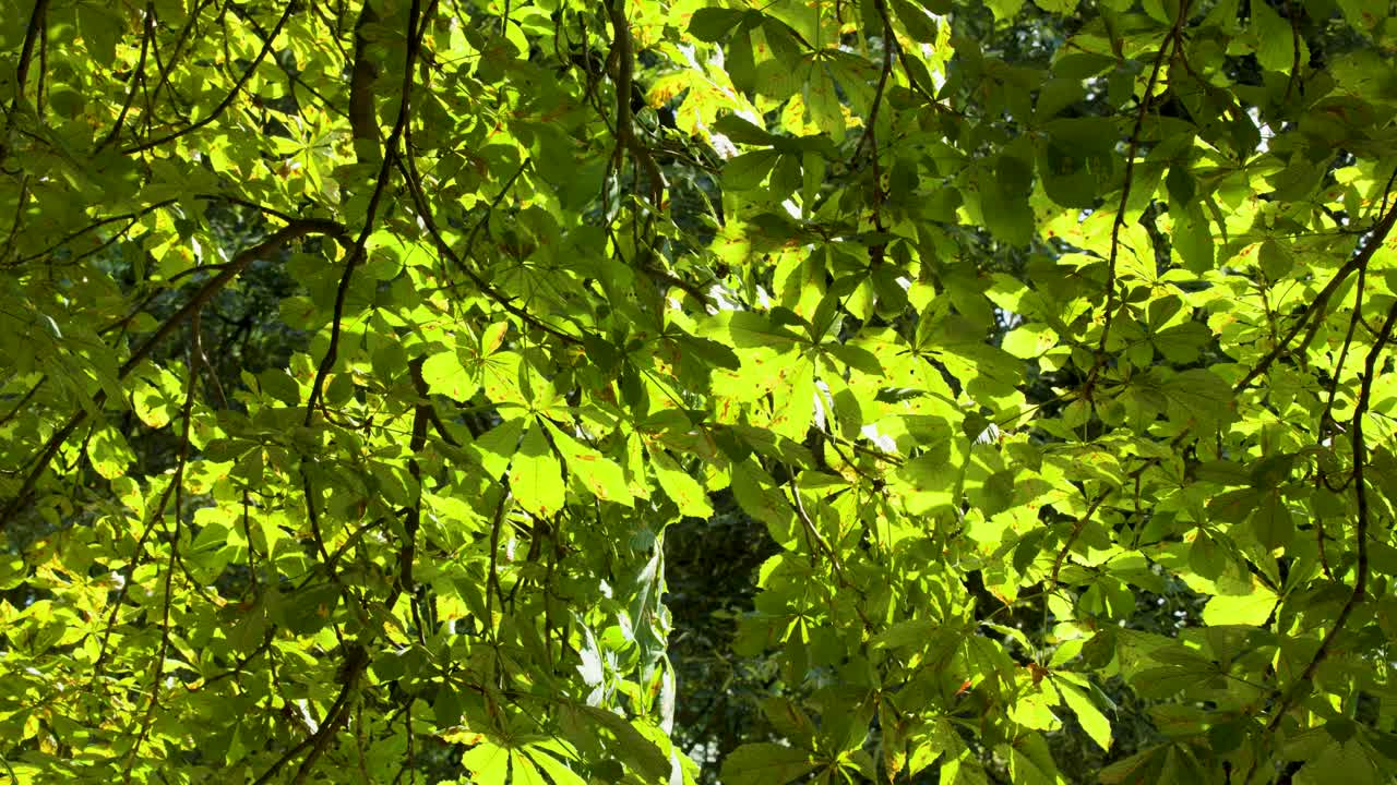 Lush green leaves and branches sway gently in bright summer sunlight, upward view, natural setting