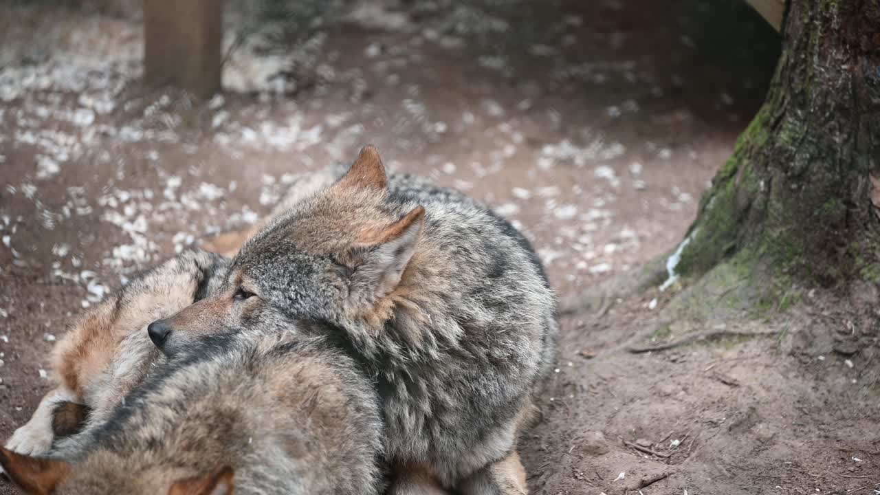 hermoso lobo gris euroasiático abrazando a su pareja dentro del recinto del zoológico