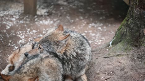 beautiful eurasian grey wolf cuddling his partner inside the zoo enclosure