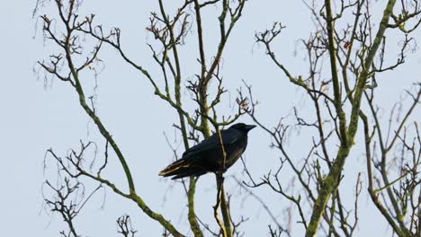 pájaro negro sentado en un árbol y llamando a su compañero