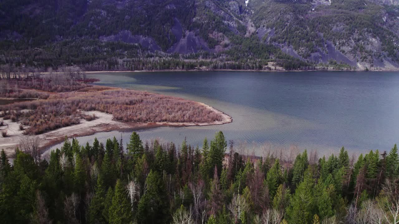Planando sopra una pineta verso gli arbusti in riva all'acqua nel pomeriggio a St