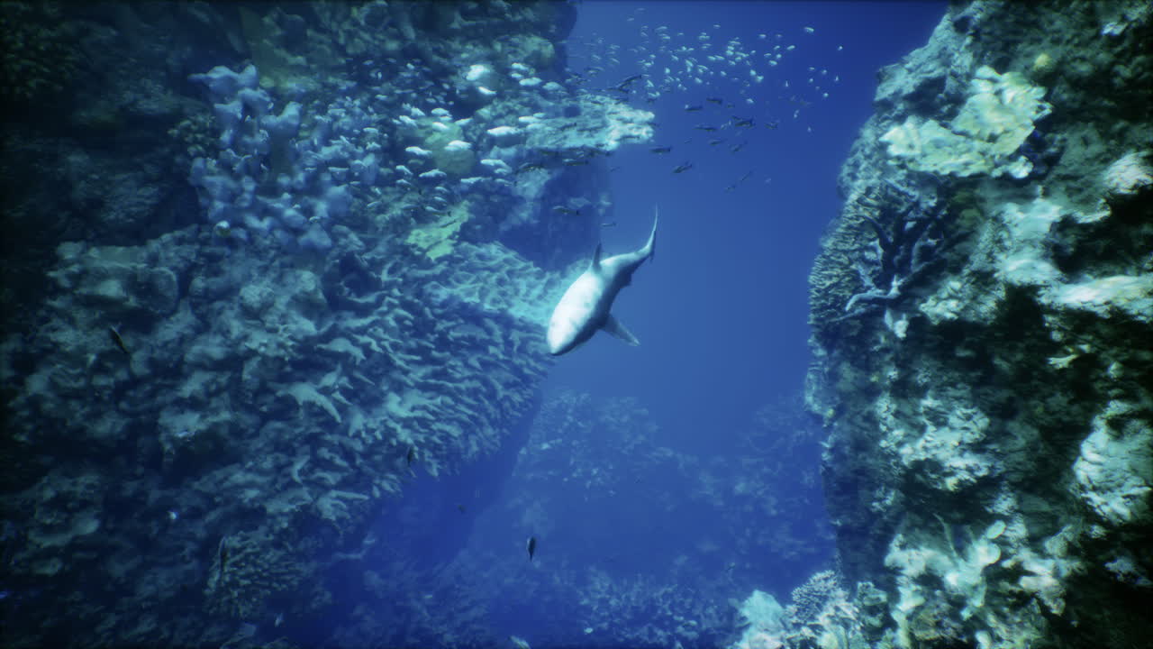 상어 한 마리가 산호초 를 헤엄치고 있다