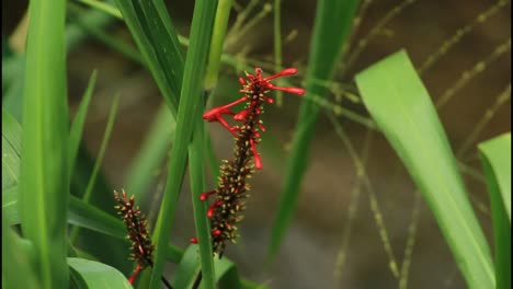 red flowers among green grass