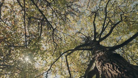 Slow forward shot along wood trunk showing green leaves of trees during beautiful sunny day in spring