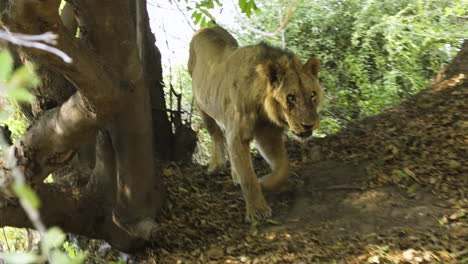 old male lion sits on a small hill under an old tree