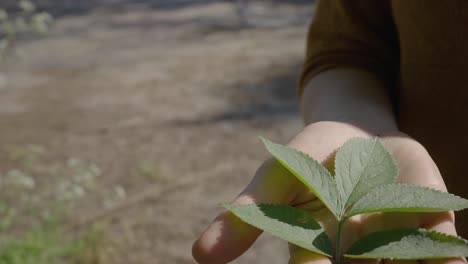 Elderflower-Green-Leaf-Resting-On-Palm-Of-Hand-Outside