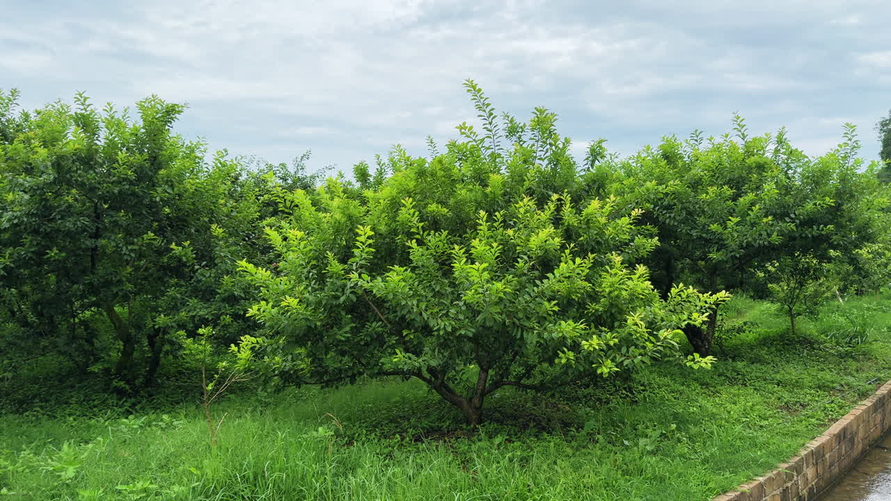Een meeslepende blik op de weelderige pruimenboomgaarden van MoCha Farm in Mộc Châu, met beschermende netten, traditionele oogsttechnieken en het adembenemende groene hooglandlandschap van Vietnam