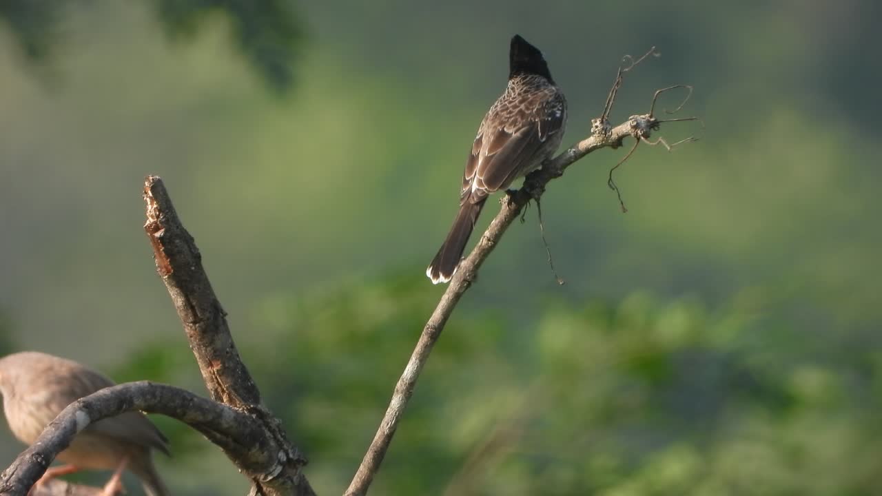 Beautiful Red-vented Bulbul relaxing on tree