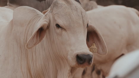 a close-up shot of a brahman cow surrounded by many cows