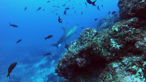 follow a hammerhead shark swimming close to the reef