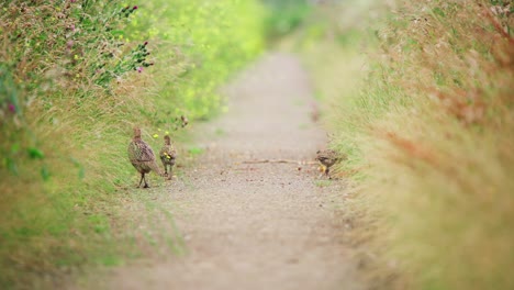 common pheasant family shepherds children to walk on dirt path between tall grass, telephoto rearview, groenzoom netherlands