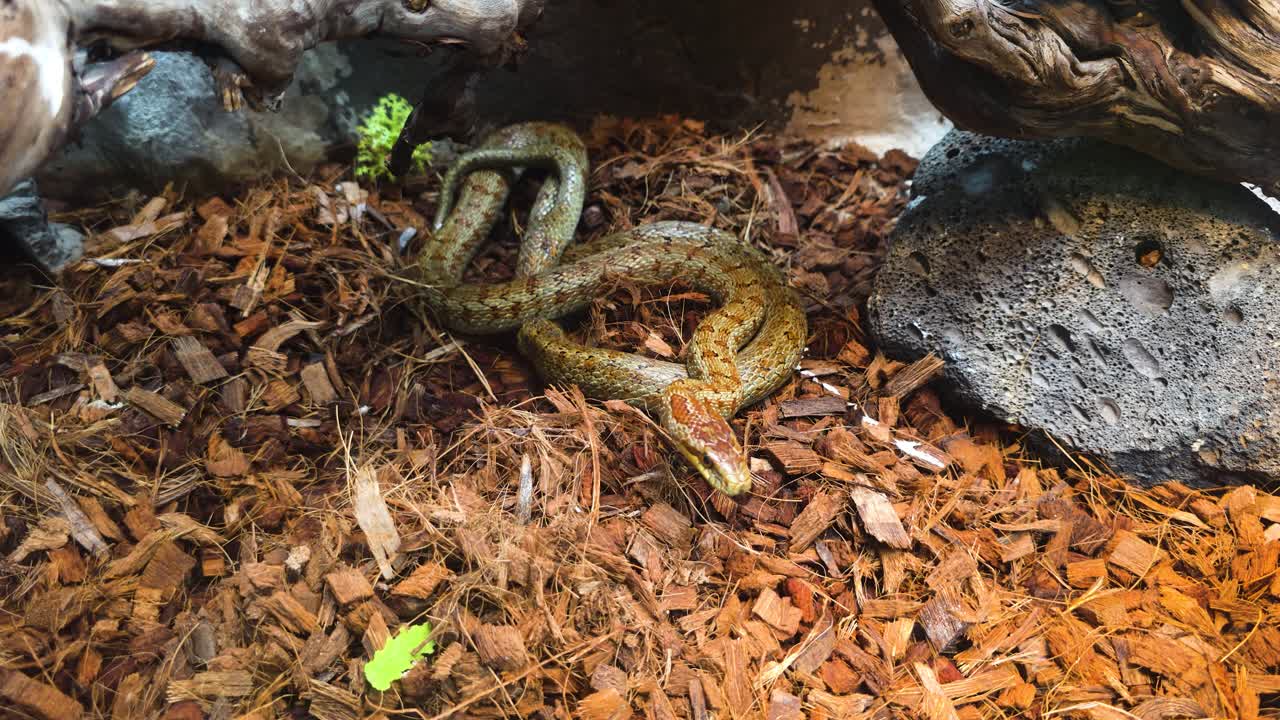 Curious rat snake raises its head and flicks its forked tongue to taste the air and sense its surroundings in a naturalistic terrarium at the zoo