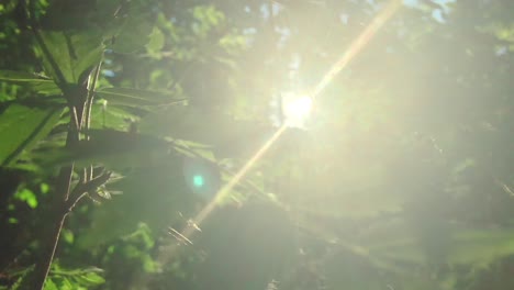 la luz del sol filtrándose a través de las hojas del bosque