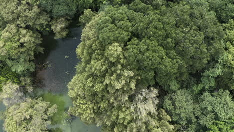 Overhead-View-of-a-Still-River-Hidden-in-a-Lush-Green-Forest-of-Mexico