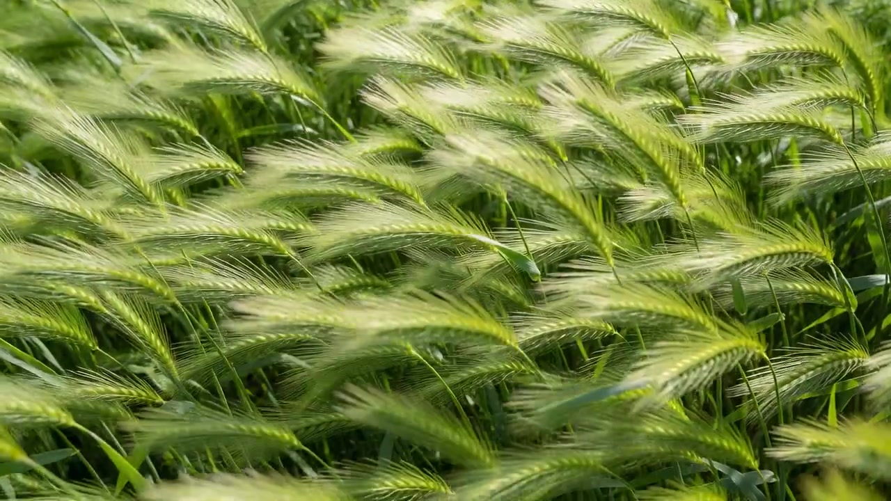 Coltura di cereali ondeggiante che si piega, formando un'onda tra le ariste e le spighe in un campo aperto con il vento che soffia.