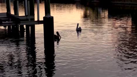 two pelicans swimming in florida canal at sunset