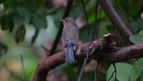 Mirando-Hacia-La-Izquierda-Visto-Desde-Atrás,-Papamoscas-Azul-Indochino-Cyornis-Sumatrensis-Hembra,-Tailandia