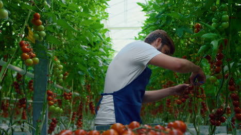 Trabajador-De-Plantación-Recogiendo-Tomates-En-Invernadero-De-Naturaleza-Orgánica-Caminando