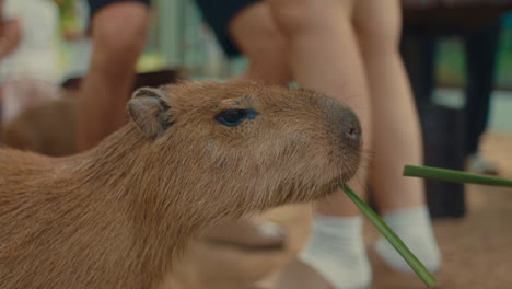 capybara eating grass