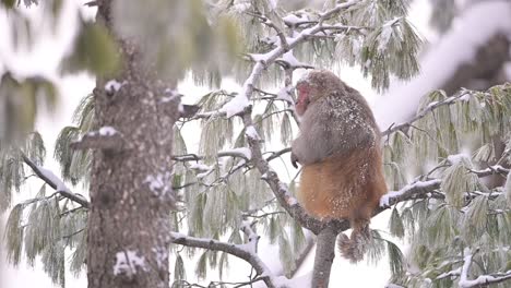 Mono-Macaco-Rhesus-En-Caída-De-Nieve