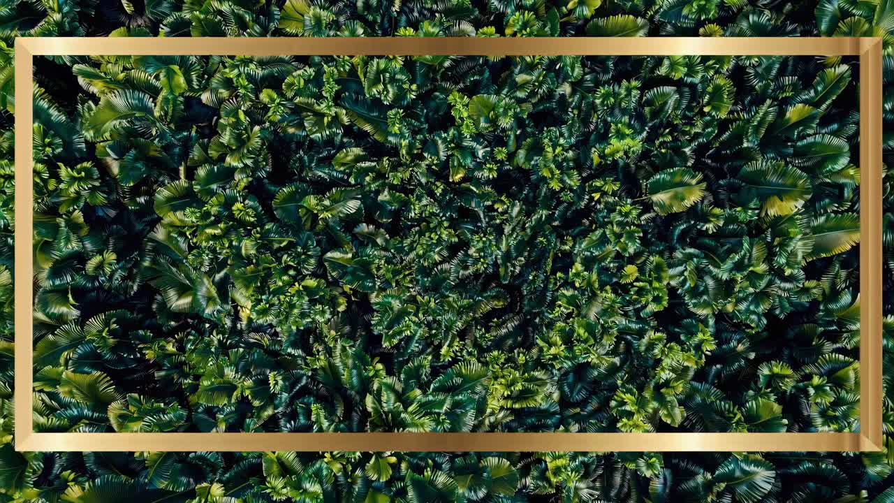 Aerial view of lush green foliage framed by a golden border, creating a dynamic and immersive video