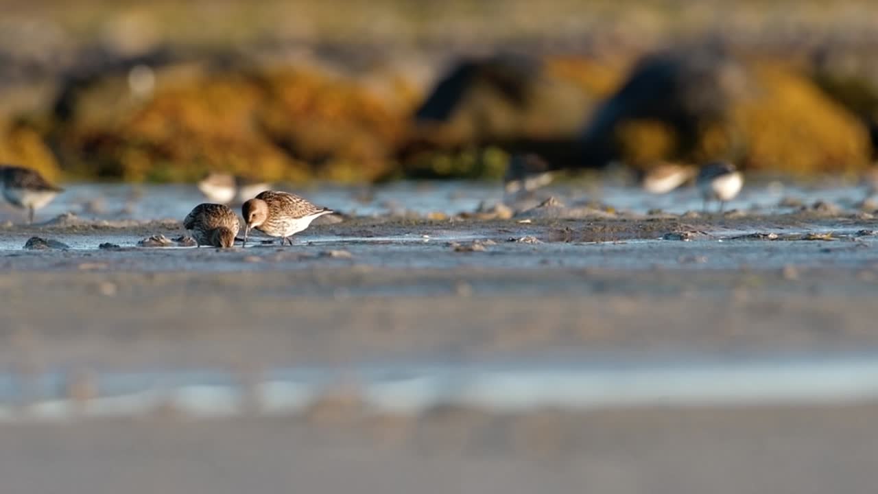 Close-up of Sandpipers on a Mudflat at Low Tide
