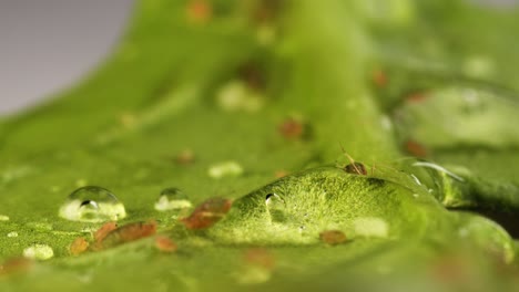 wet leaf with aphids sucking sap from it