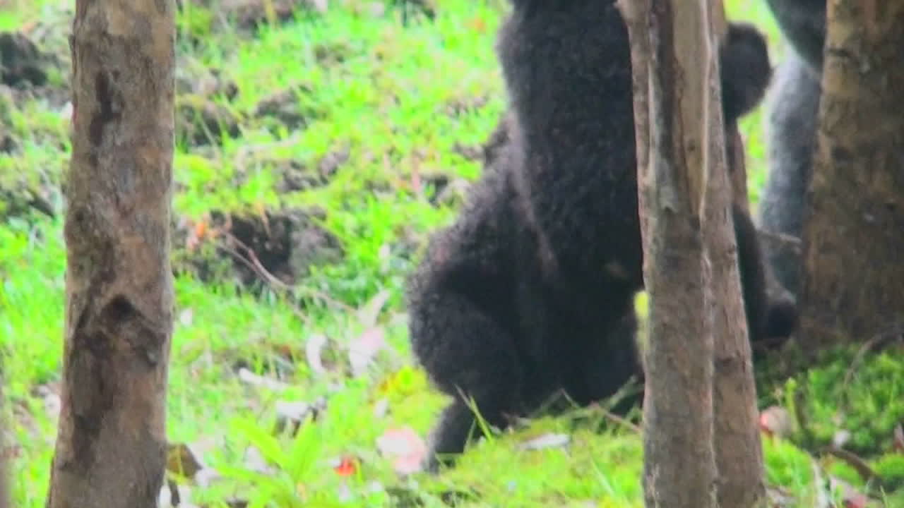Cuccioli di gorilla giocano e lottano nelle giungle del Ruanda