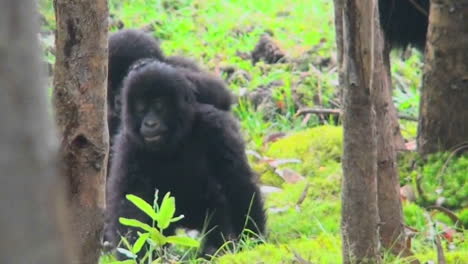 los bebés gorilas juegan y pelean en las selvas de ruanda