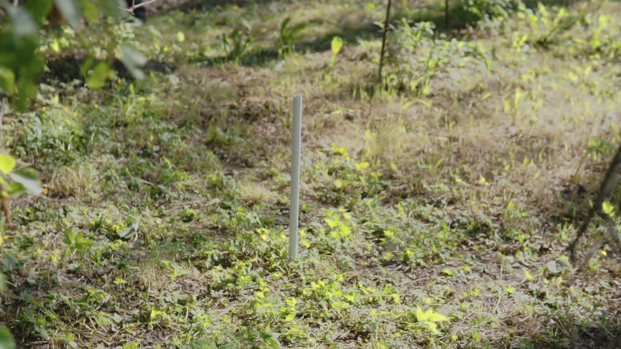 juego de herradura: el jugador lanza una herradura y pierde la estaca de pie en el césped