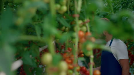 una pareja de agrónomos comprobando la calidad de la cosecha de tomates en una casa de plantación de vegetales.
