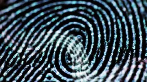observing the detailed patterns of a fingerprint, the swirling lines showcase individual identity in striking clarity. each ridge and valley tells a story of uniqueness and personal identification.