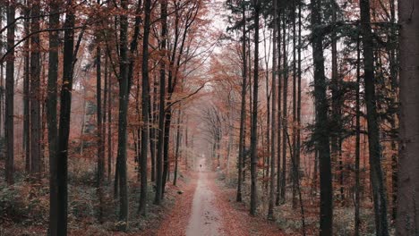 volando por el bosque en noviembre en 4k con apariencia de álamo coloreado