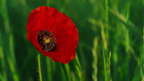 Tranquil-view-of-red-poppy-blooming-among-fascinating-green-grass-meadow.