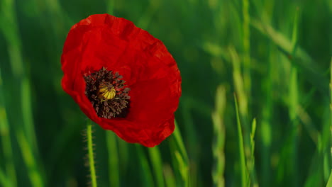 tranquil view of red poppy blooming among fascinating green grass meadow.