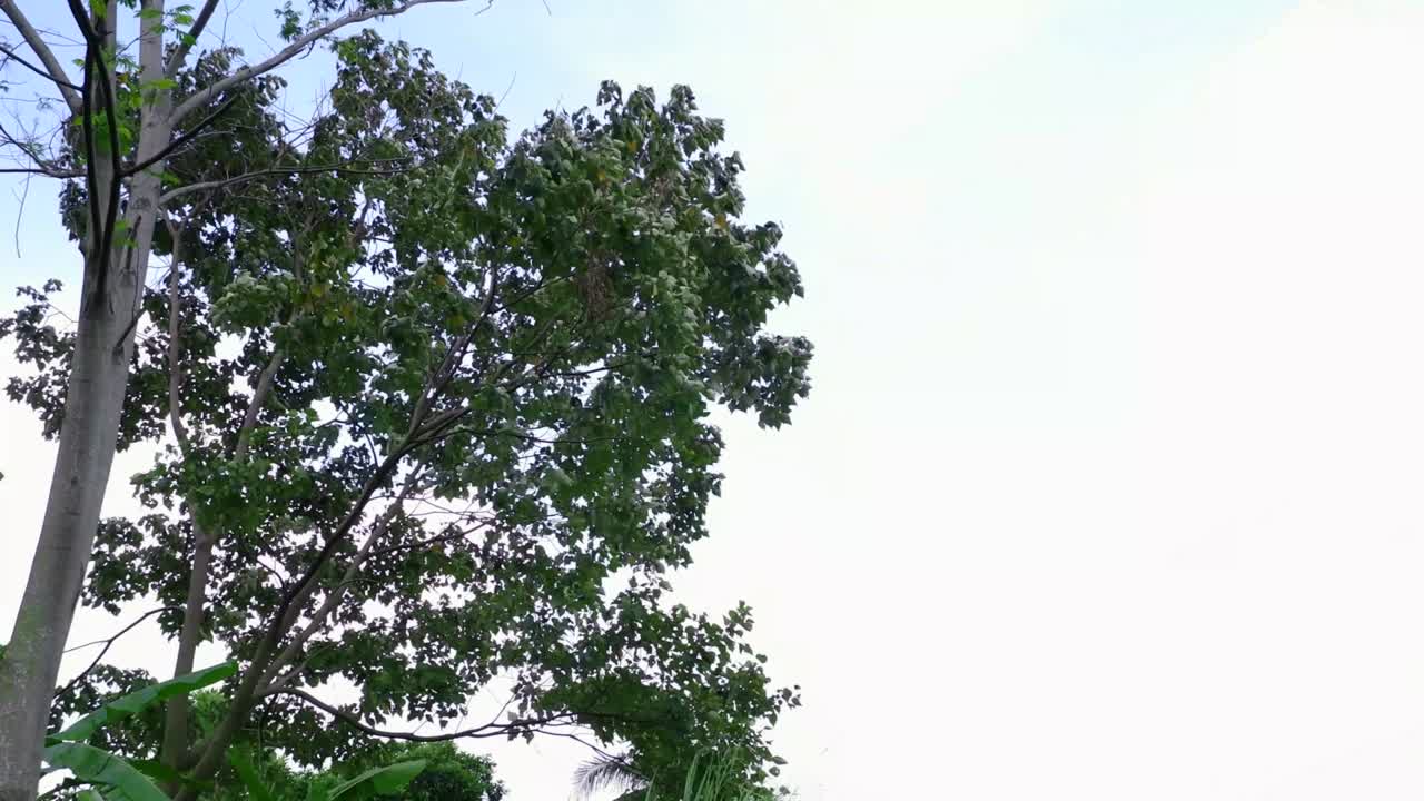 시원한 바람이 불는 큰 나무