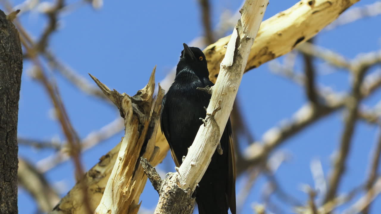 A pale-winged starling perches in the branches of a tree in Namibia that partially lacks bark. The bird opens its beak to sing. Blue sky in background.