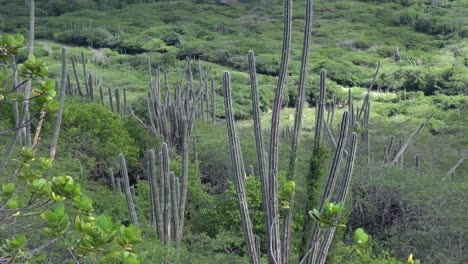 Cactus-in-the-wind