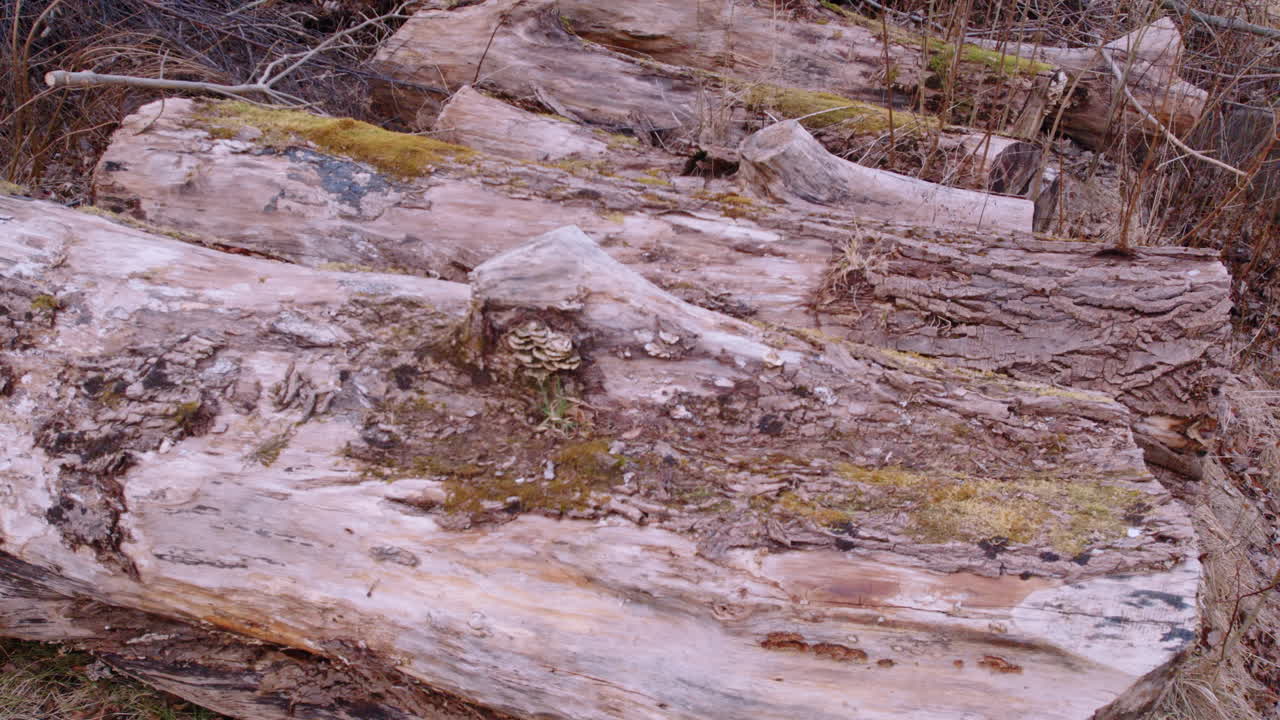 Pile of Logs in the Forest