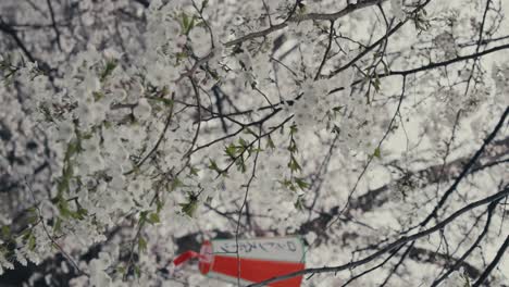 Vertical-View-Of-Paper-Lantern-Hangs-On-Blossoming-Sakura-Trees-In-Tokyo,-Japan